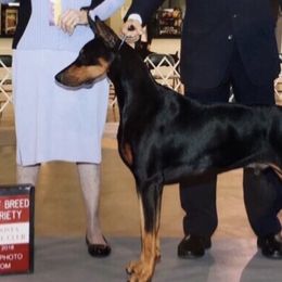 Bam - Doberman Pinscher