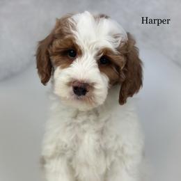 Harper - Parti female Goldendoodle puppy in Milford, Indiana from Railway Acres Kennel