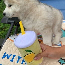 Siberian Husky Puppies from Canace Siberians