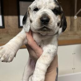 Ember - Black tan and white female Beagle puppy in Jasper, Texas from Beech Grove Beagles
