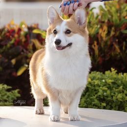 Pembroke Welsh Corgis from Moonbow Pembrokes