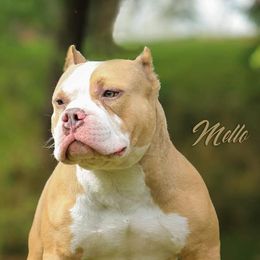 American Bullies from Get It Right Bullyz