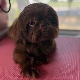 Banks - Shih Tzu