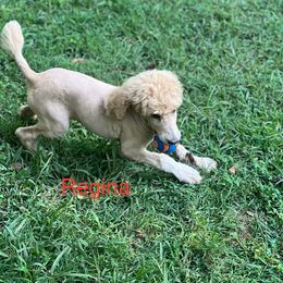 Regina - Poodle puppy from Shepherd's Run Aussies and Poodles