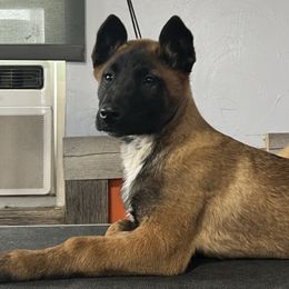 Girl 5 - Belgian Malinois puppy in Sublette, Kansas from Abby's Belgian Malinois