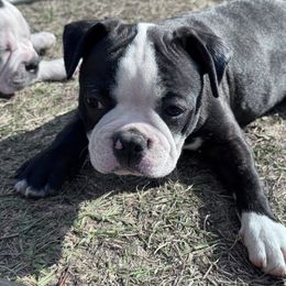Pugsly - Seal and white male Boston Terrier puppy in Lexington, South Carolina from Velveteen Bostons