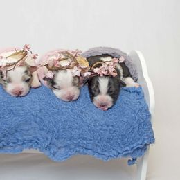 Australian Shepherd Puppies from Saddle Peak Aussies