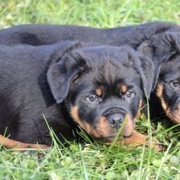German Shepherds and Rottweilers from Von Alter Meister K9