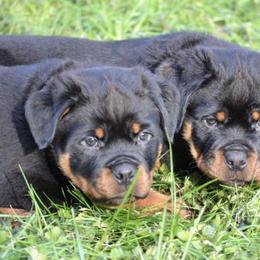 German Shepherds and Rottweilers from Von Alter Meister K9