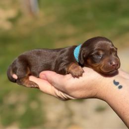 Thunder Cloud - Boy 2 - Blue - Chocolate and tan male Dachshund puppy in London, Kentucky from Steele Half Acre Homestead