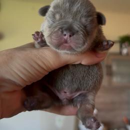 Lilac and Tan Boy - Tricolors male French Bulldog puppy in Gulf Breeze, Florida from SW Frenchies