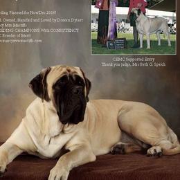 Mastiffs from Marcy Mtn Mastiff