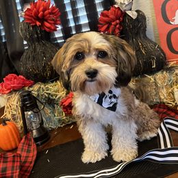 Archie - Havanese
