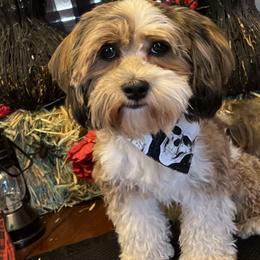 Archie - Havanese