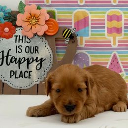 Cayenne (Annie) Pink - Red  female Goldendoodle puppy in Cincinnati, Ohio from KSchott Kennels