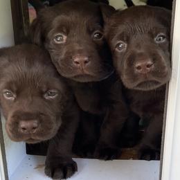 Labrador Retriever Puppies from Linro Labradors