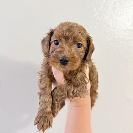 Nemo - Red male Cavapoo puppy in Fort Worth, Texas from Aloha Paradise Poodles LLC