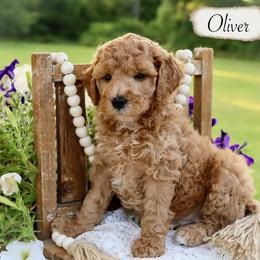 Miniature Schnauzer and Poodle Puppies from Crystal Rose Canines
