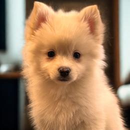Kennedy - Merle female Pomsky puppy in Bolingbrook, Illinois from Angel's Creek Pomskies