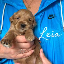 LEIA - Red  female Goldendoodle puppy in Minneapolis, Minnesota from The Golden Roo
