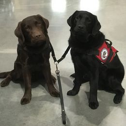 Belgian Malinois and Labrador Retriever All Grown Up from Elite Canine Training & Outfitters