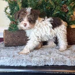 Trouble - Parti female Yorkipoo puppy in Henderson, North Carolina from Dorans Danes and Doodles