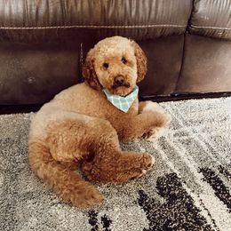 Teddy - Goldendoodle