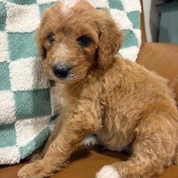 Tootles - Parti male Goldendoodle puppy in Pittsburg, Texas from Peachy Pine Goldendoodles