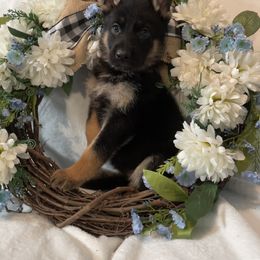 Pink Collar Girl - Black and red German Shepherd puppy in Jacksonville, Florida from J & J Ranch