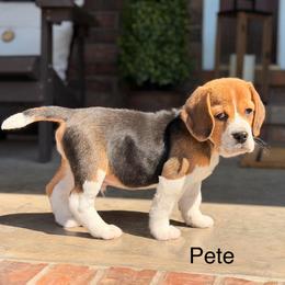 Pete - Black tan and white male Beagle puppy in Mansfield, Missouri from Rippee Creek Kennel