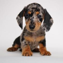 Lady Gaga - Dapple female Dachshund puppy in Red Bud, Illinois from Midwest Miniature Dachshunds