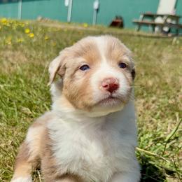 Tine - Red merle female Australian Shepherd puppy in Otis, Oregon from Heritage Hill Aussies