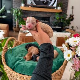 Bernedoodle, Cavapoo, Cavapoochon, Goldendoodle, Poodle, and Yorkipoo Puppies from Anchor Dogs