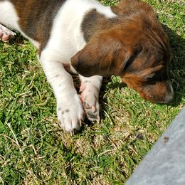 Dachshund Puppies from HPM