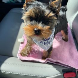 Yorkshire Terrier Puppies from Majestic Mountain Yorkies