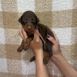 Girl 4 - Red and rust female Doberman Pinscher puppy in Moreno Valley, California from Corgi Dobie Co.