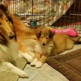 Collie Puppies from Sheranda Collies