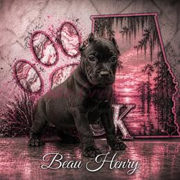 Beau Henry - Black male Perro de Presa Canario puppy in Horizon, Texas from Mesquite Creek Kennels