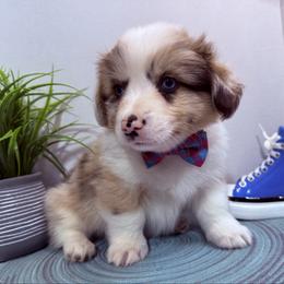 Lark( Fluffy Brindle Merle , Bluie clear) - Brindle merle and white male American Corgi puppy in Scottown, Ohio from Wyndy Ridge Corgis