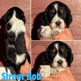 Street Bob - Black white and tan male English Springer Spaniel puppy in Fond Du Lac, Wisconsin from Clucking Homestead Springers & Dachshunds