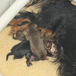 Stone - Chocolate male Cavalier King Charles Spaniel puppy in Auburn, Washington from Enchanted Cavaliers