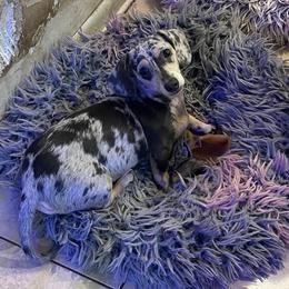 Khaleesi - Dachshund
