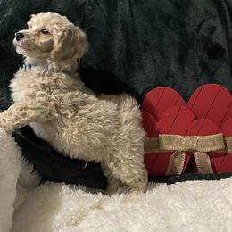 Teal Collar - Apricot male Poodle puppy in Macon, Georgia from Mystic Mini Poodles