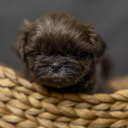 Girl2 - Blue female Shih Tzu puppy in Springville, Indiana from DeFord Shih Tzu