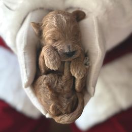 Joy - Red  female Goldendoodle puppy in Modesto, California from Central Valley Canine Companions