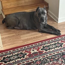 Freya - Cane Corso