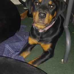 Rottweiler Puppies from Gregory Mulkeys Rottweilers