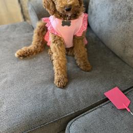 Juniper - Red  female Goldendoodle puppy in Bogue Chitto, Mississippi from Valentine Kennels
