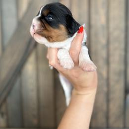 Hermes - Tri-color male Cavalier King Charles Spaniel puppy in Spring Hill, Florida from Parisian Puppies