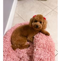 Luna - Poodle